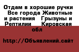 Отдам в хорошие ручки - Все города Животные и растения » Грызуны и Рептилии   . Кировская обл.